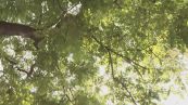 Milano, la giunta green di Sala vuole tagliare gli alberi secolari