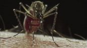La Febbre del Nilo, sale a 20 il bilancio delle vittime