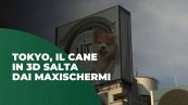 Tokyo, il cane in 3D salta da un maxischermo all'altro