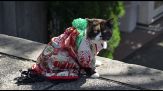 Calo demografico in Giappone, cani con il kimono al posto dei bambini