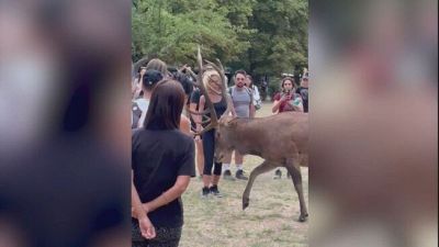 Abruzzo, si avvicinano e cercano di accarezzarlo, un cervo carica i turisti