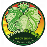Flora Kings  Grow Shop  Head Shop  Seed Shop  Canapaio Trento