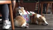 Hong Kong, dopo oltre trent'anni cani possono entrare al ristorante