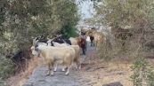 Duemila capre contro 30 residenti, legge del belato a Ginostra