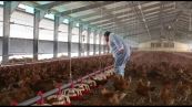 Cresce la filiera di carni bianche e uova, unica autosufficiente