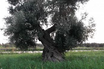 Società Cooperativa Agricola ACLI albero d'ulivo