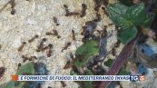 Granchi, zanzare, e spunta un caimano!