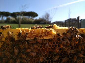 AAReP Associazione Apicoltori corsi di apicoltura
