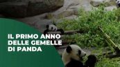 Il primo anno di Yuan Dudu e Huan Lili, panda gemelle