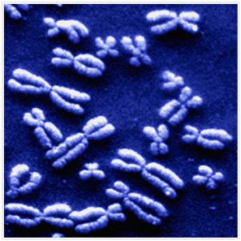 Cromosomi abc analisi cliniche lo presti agrigento