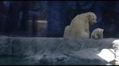 Nur è la prima cucciola di orso polare nata in America Latina