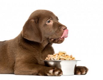 NEW POWER FOOD Alimenti per cani