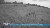 Cane smarrito, un pet detective per ritrovare Toffee