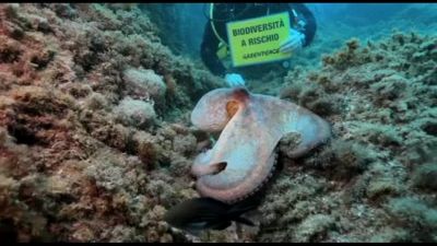 Greenpeace: "Meno dell'1% dei mari italiani è davvero protetto"