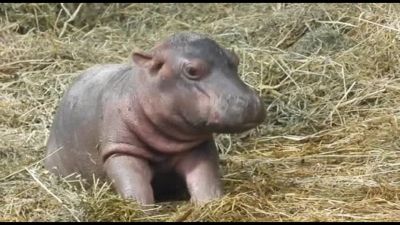 Nasce al parco Natura Viva l'unico baby ippopotamo d'Italia dal 2021