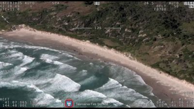Centinaia di delfini spiaggiati su un'isola della Tasmania