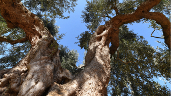 alberi di olive