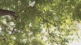 Milano, la giunta green di Sala vuole tagliare gli alberi secolari