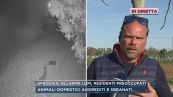 Specchia, allarme lupi, residenti preoccupati