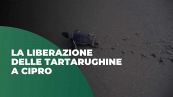 La liberazione delle tartarughine a Cipro