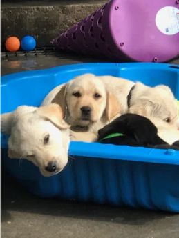 I Labrador di Casa Paraporti I nostri cuccioli