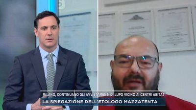 Milano, continuano gli avvistamenti di lupo vicino ai centri abitati