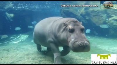 A Osaka la simpatica ippopotama creduta maschio per 12 anni