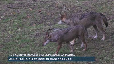 Il Salento invaso dai lupi, sale la paura