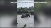 Alluvioni in Sudafrica: elefanti sguazzano nel Kruger National Park
