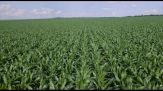 Fiorentini e Agrifuture: ecco il mais con meno acqua e fertilizzanti