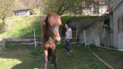Lasciano il lavoro in ufficio e vanno a fare i pastori sul lago di Como