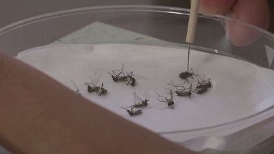 Febbre del Nilo, 10 vittime e contagi saliti a quota 100