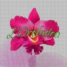 L'Orchidea