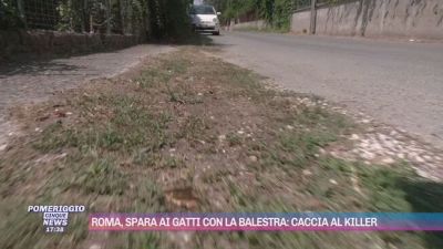 Roma, spara ai gatti con la balestra: caccia al killer
