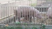 Incapaci: allarmi ignorati, così il prosciutto rischia di sparire