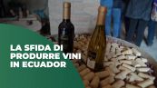 La sfida di produrre vino in Ecuador
