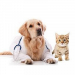 Caruso Dr. Antonino - Medico veterinario