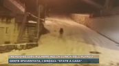 Invasione lupi, allarme nella conca dell'Alpago