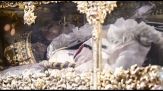 Aperta la bara del re Ferdinando III nella Cattedrale di Siviglia