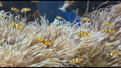 Nemo per davvero: dietro le quinte del Museo Oceanografico di Monaco