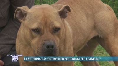 La veterinaria: "Rottweiler pericolosi per i bambini"