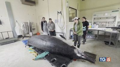 Il mistero della "balena col becco"