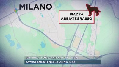 Milano, i lupi arrivano in città