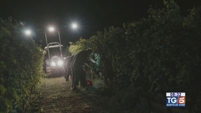 Gusto di Vino - La vendemmia notturna del Ruché