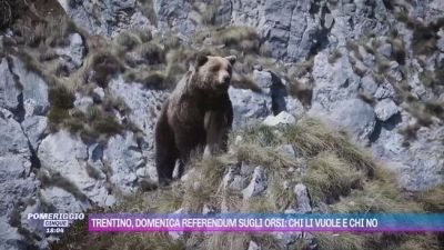 Trentino, domenica un referendum sugli orsi: chi li vuole e chi no
