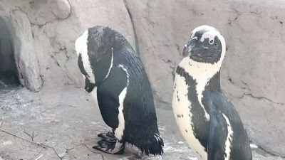 Una Pasqua speciale a Zoomarine: è nato il pinguino Ice