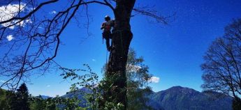 Cooperativa LA QUERCIA Tree Climbing per la potatura alberi e abbattimento di piante ad alto fusto