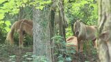 Val Seriana, a Selvino turisti contro un cavallo col campanaccio