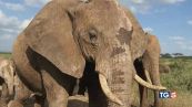 Caccia agli elefanti Kenya accusa Tanzania