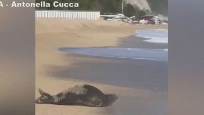 A Numana non solo le tartarughe marine, ora l'attrazione è una foca